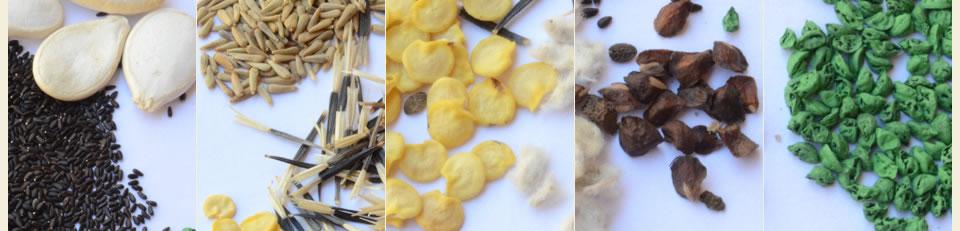 Bienvenido a Semillas Marcos